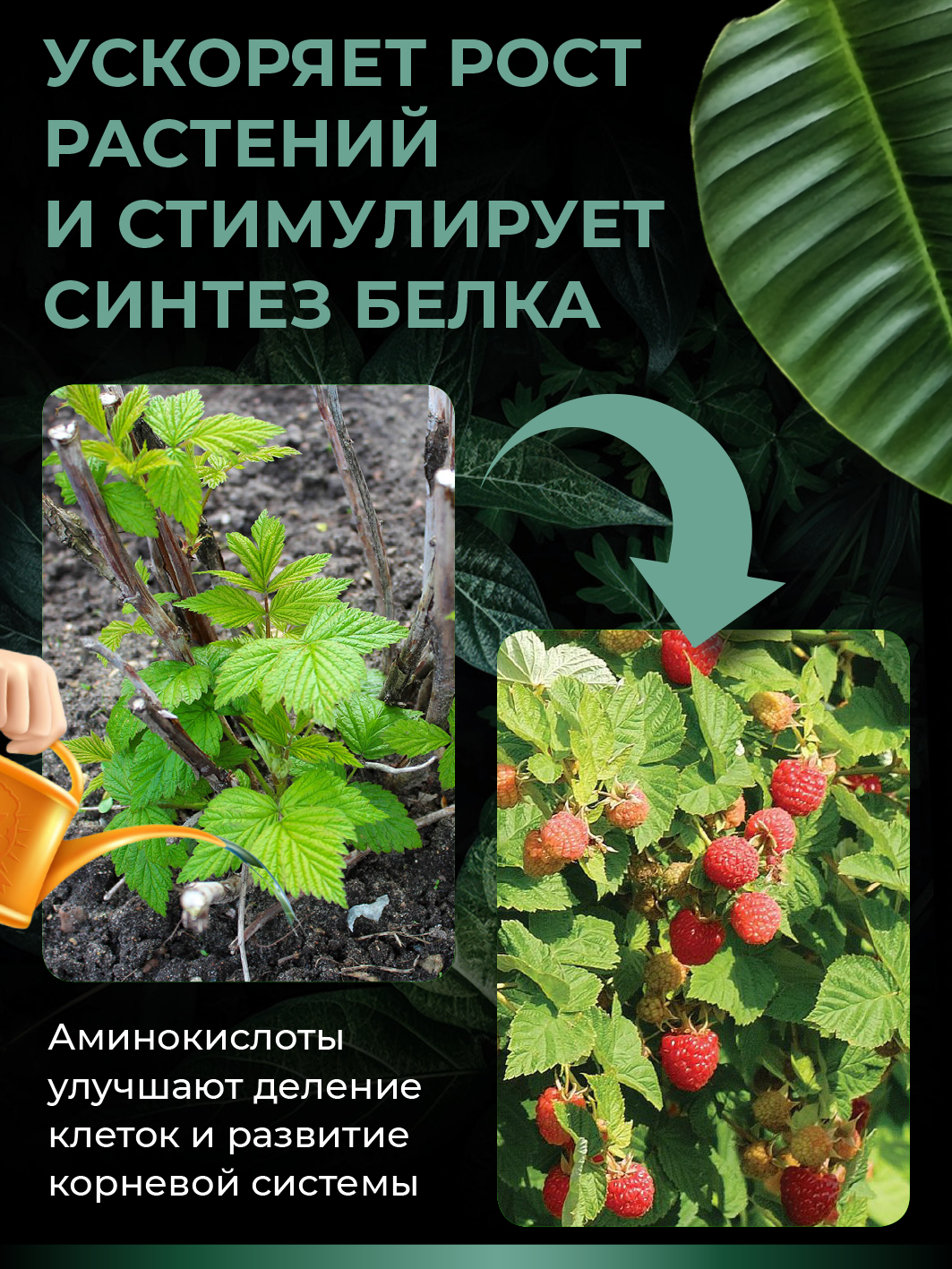 Удобрение для растений - Калийно-фосфорный комплекс с аминокислотами (концентрат в ампуле), 5 мл — изображение 4