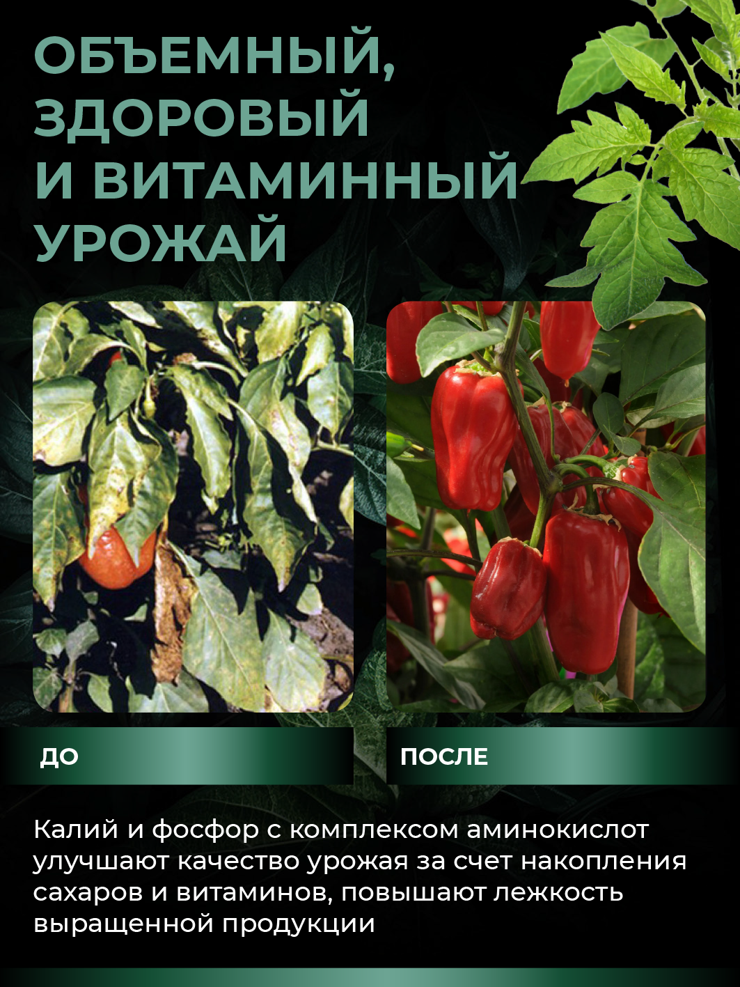 Удобрение для растений - Калийно-фосфорный комплекс с аминокислотами (концентрат в ампуле), 5 мл — изображение 6