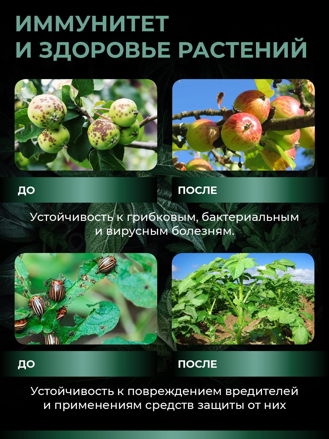 Удобрение для растений - комплекс альгиновых кислот Алга (концентрат), 250мл — изображение 10